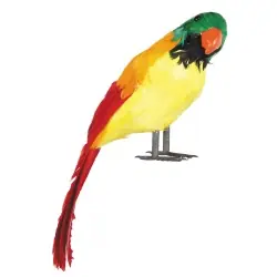 PERROQUET PIRATE