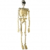 Fluoreszierend skelett mit schädel